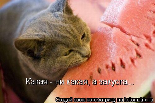 Котоматрица: Какая - ни какая, а закуска...