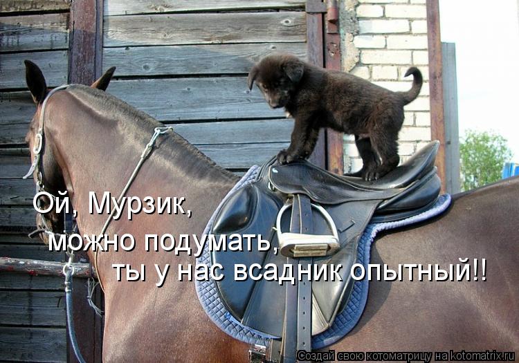 Котоматрица: Ой, Мурзик, можно подумать, ты у нас всадник опытный!!