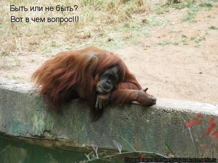 Котоматрица: Быть или не быть? Вот в чем вопрос!!!
