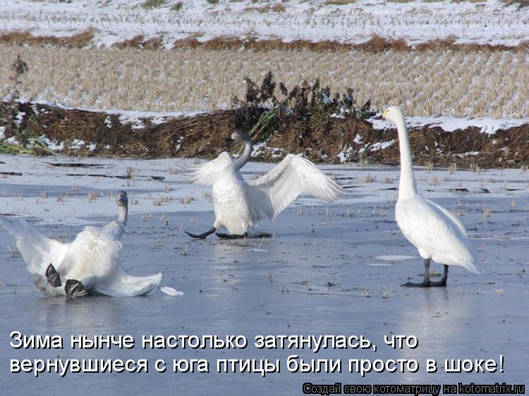 Котоматрица: Зима нынче настолько затянулась, что  вернувшиеся с юга птицы были просто в шоке!