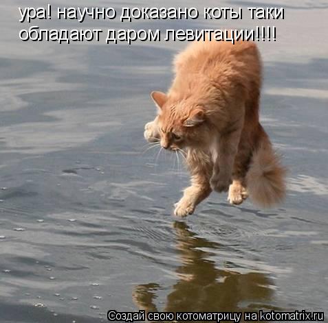 ура! научно доказано коты таки обладают даром левитации!!!!... Котоматрица: ура! научно доказано коты таки обладают даром левитации!!!!