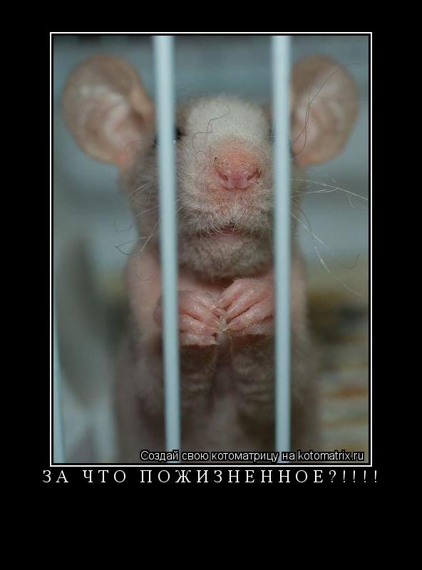 Котоматрица: ЗА ЧТО ПОЖИЗНЕННОЕ?!!!! 