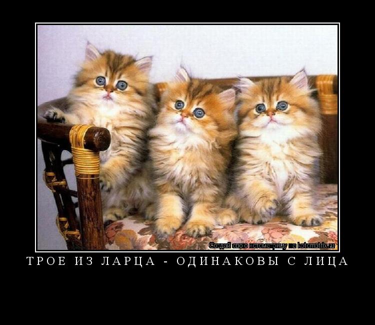 ТРОЕ ИЗ ЛАРЦА - ОДИНАКОВЫ С ЛИЦА ... Котоматрица: ТРОЕ ИЗ ЛАРЦА - ОДИНАКОВЫ С ЛИЦА