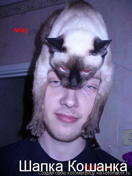 Шапка Кошанка... Котоматрица: Шапка Кошанка