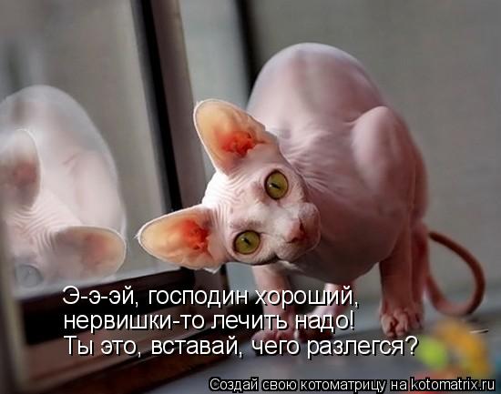 Э-э-эй, господин хороший, нервишки-то лечить надо! Ты это, вставай, чего разлегся?... Котоматрица: Э-э-эй, господин хороший, нервишки-то лечить надо! Ты это, вставай, чего разлегся?