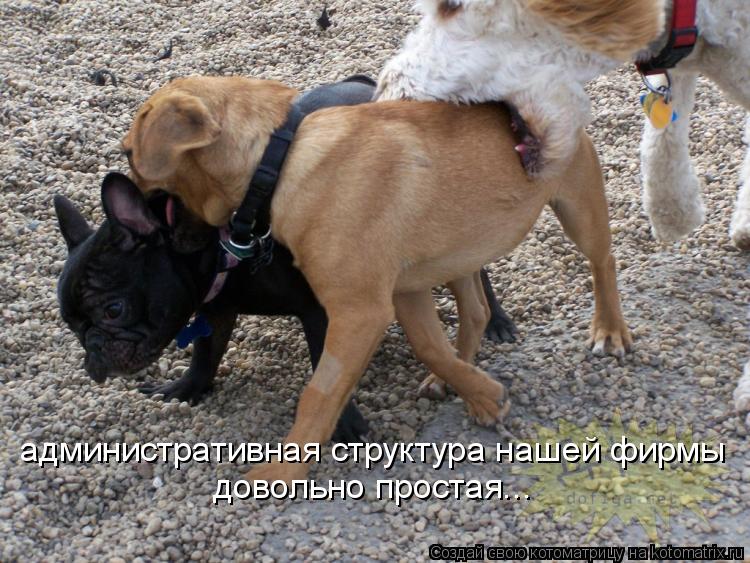административная структура нашей фирмы довольно простая...... Котоматрица: административная структура нашей фирмы довольно простая...