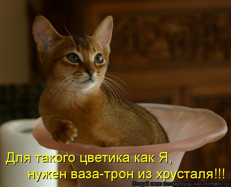 Котоматрица: Для такого цветика как Я, нужен ваза-трон из хрусталя!!!