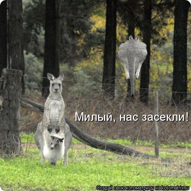 Котоматрица: Милый, нас засекли!