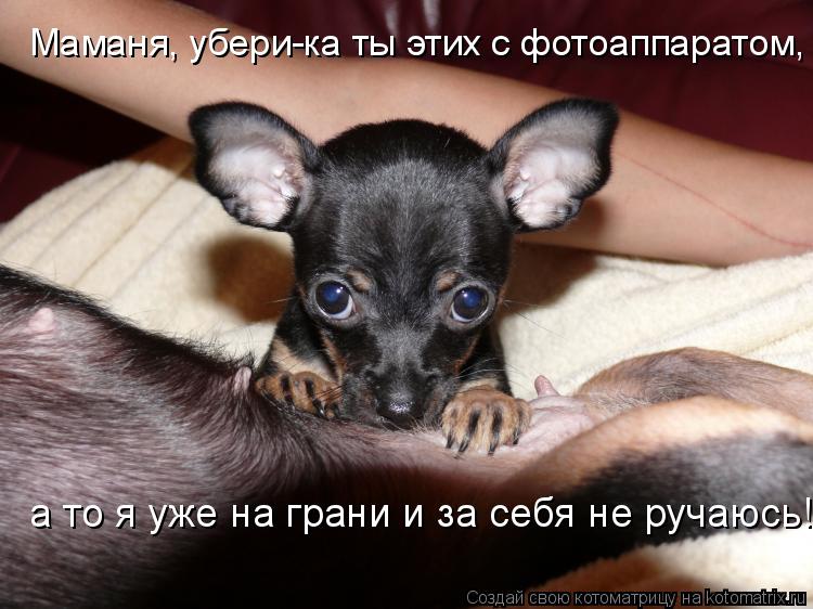 Котоматрица: Маманя, убери-ка ты этих с фотоаппаратом, а то я уже на грани и за себя не ручаюсь!