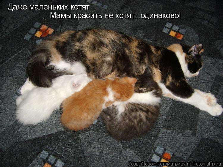 Котоматрица: Даже маленьких котят Мамы красить не хотят...одинаково!