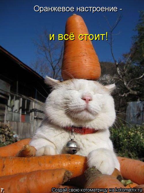 Оранжевое настроение - и всё стоит!... Котоматрица: Оранжевое настроение - и всё стоит!