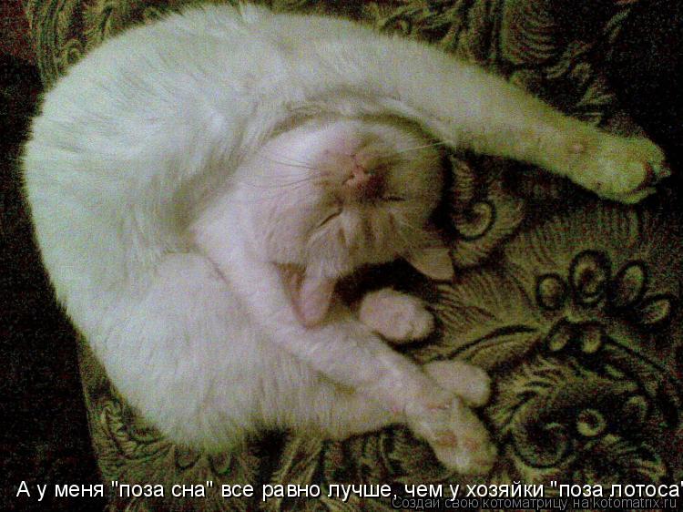 Котоматрица: А у меня "поза сна" все равно лучше, чем у хозяйки "поза лотоса"