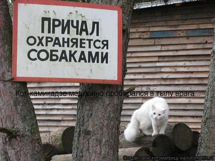 Кот-камикадзе медленно пробирался в тылу врага...... Котоматрица: Кот-камикадзе медленно пробирался в тылу врага...