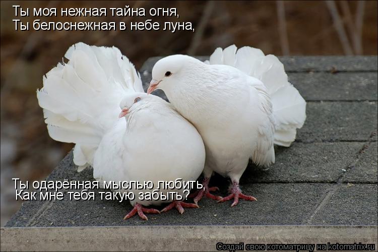 Ты моя нежная тайна огня, Ты белоснежная в небе луна, Ты одарённая мыслью любить, Как мне тебя такую ... Котоматрица: Ты моя нежная тайна огня, Ты белоснежная в небе луна, Ты одарённая мыслью любить, Как мне тебя такую забыть?