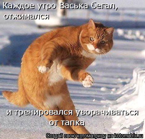 Каждое утро Васька бегал, отжимался и тренировался уворачиваться от тапка... Котоматрица: Каждое утро Васька бегал, отжимался и тренировался уворачиваться от тапка
