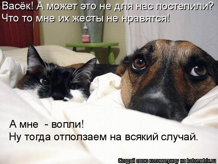Васёк! А может это не для нас постелили? Что то мне их жесты не нравятся! А мне - вопли! Ну тогда от... Котоматрица: Васёк! А может это не для нас постелили? Что то мне их жесты не нравятся! А мне - вопли! Ну тогда отползаем на всякий случай.