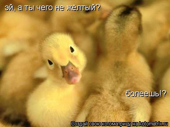 эй, а ты чего не жёлтый? болеешь!?... Котоматрица: эй, а ты чего не жёлтый? болеешь!?