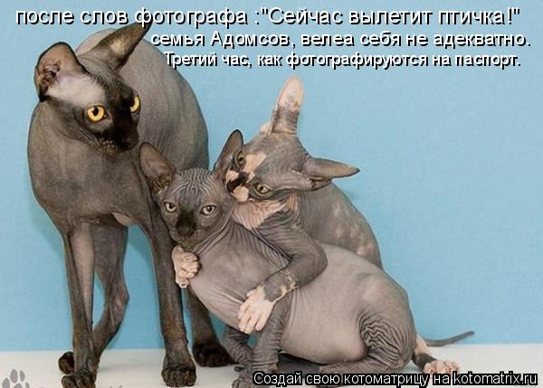 Котоматрица: после слов фотографа :"Сейчас вылетит птичка!" семья Адомсов, велеа себя не адекватно. Третий час, как фотографируются на паспорт.