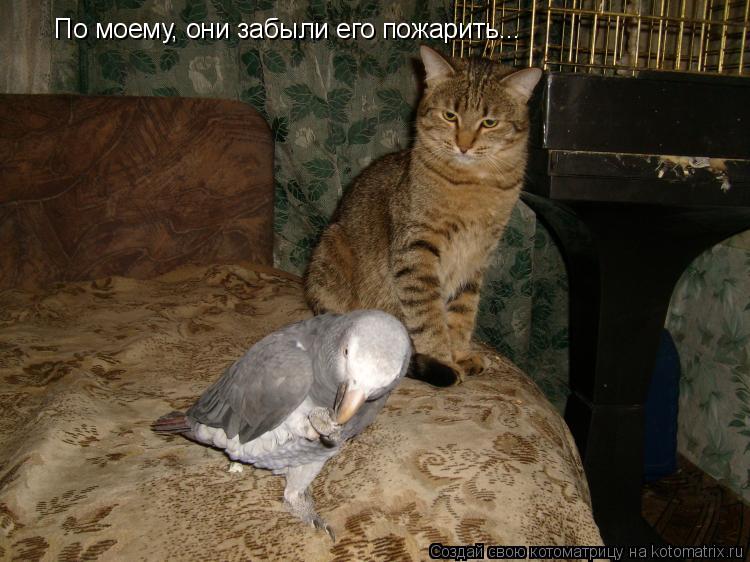 Котоматрица: По моему, они забыли его пожарить…..