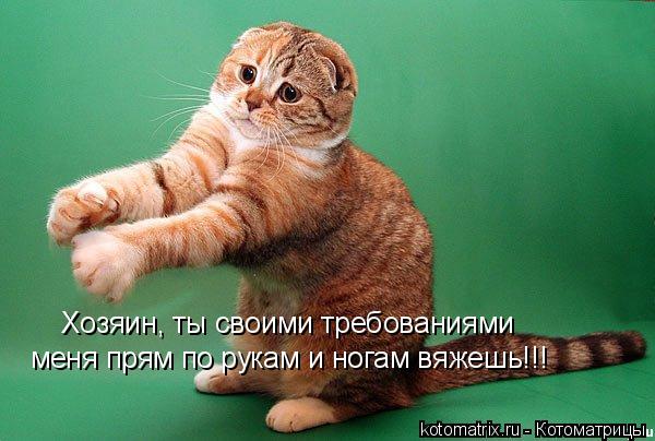Котоматрица: Хозяин, ты своими требованиями меня прям по рукам и ногам вяжешь!!!