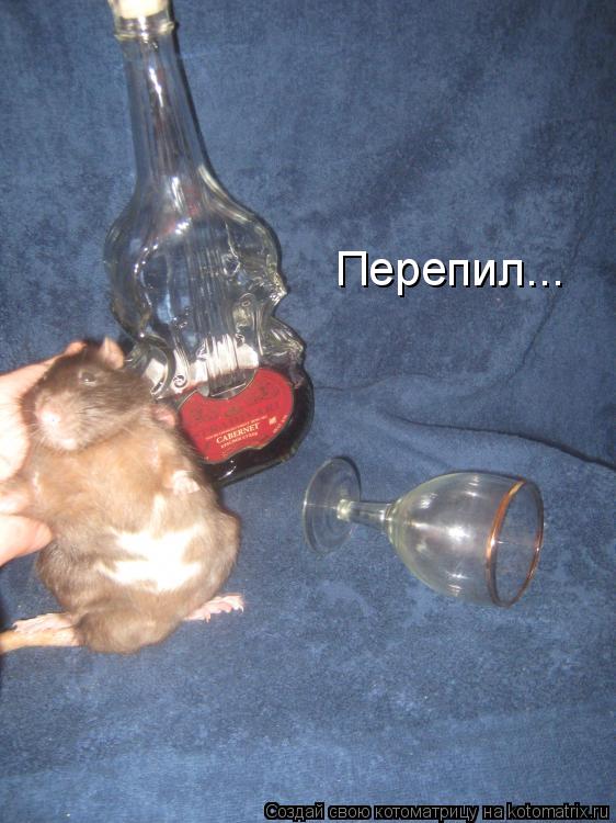 Котоматрица: Перепил...
