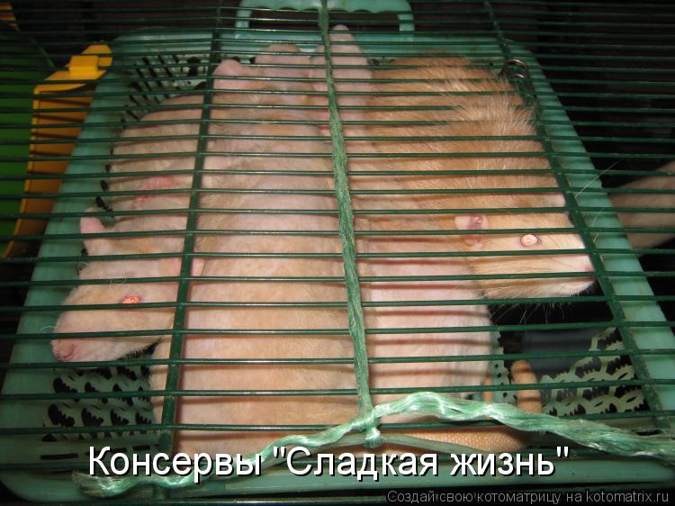 Котоматрица: Консервы "Сладкая жизнь"