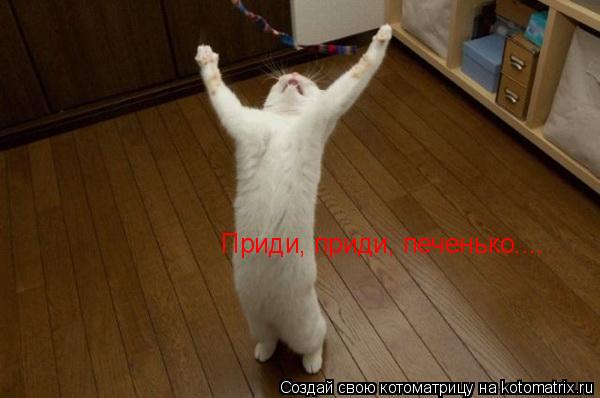 Котоматрица: Приди, приди, печенько....