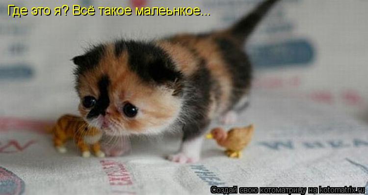 Котоматрица: Где это я? Всё такое малеьнкое...