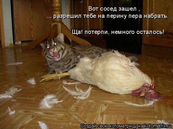 Котоматрица: Вот сосед зашел , ... разрешил тебе на перину пера набрать. Ща! потерпи, немного осталось!