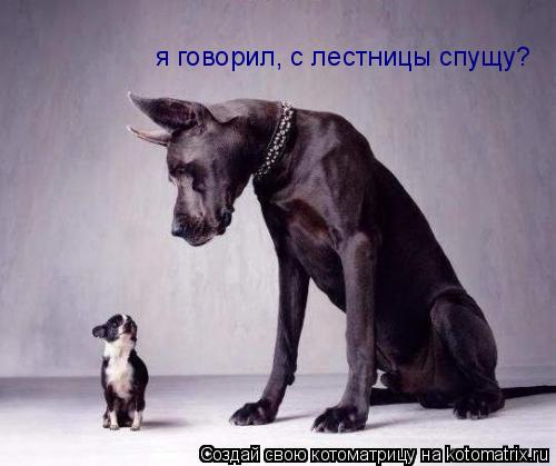 Котоматрица: я говорил, с лестницы спущу?