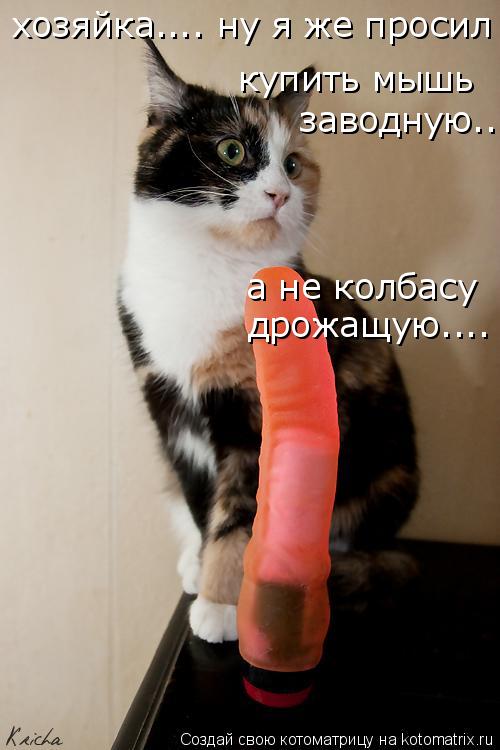 хозяйка.... ну я же просил купить мышь заводную... а не колбасу дрожащую....... Котоматрица: хозяйка.... ну я же просил купить мышь заводную... а не колбасу дрожащую....