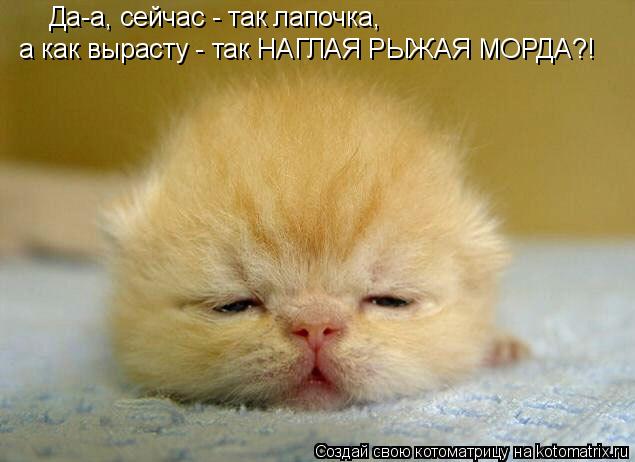 Да-а, сейчас - так лапочка, а как вырасту - так НАГЛАЯ РЫЖАЯ МОРДА?!... Котоматрица: Да-а, сейчас - так лапочка, а как вырасту - так НАГЛАЯ РЫЖАЯ МОРДА?!