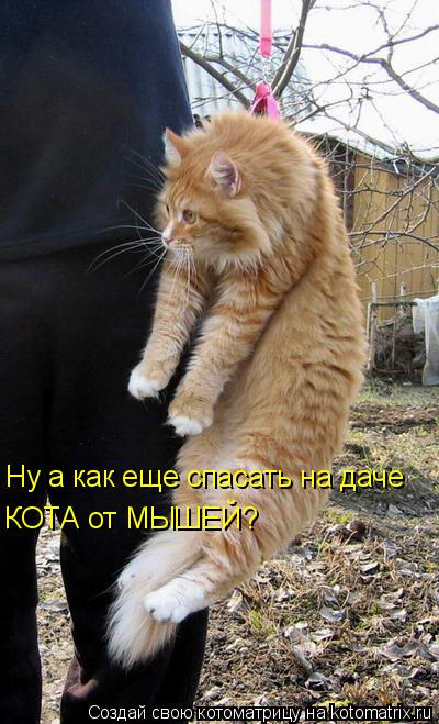 Ну а как еще спасать на даче КОТА от МЫШЕЙ?... Котоматрица: Ну а как еще спасать на даче КОТА от МЫШЕЙ?