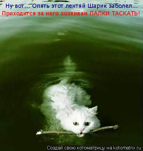 Ну вот... Опять этот лентяй Шарик заболел... Приходится за него хозяивам ПАЛКИ ТАСКАТЬ!... Котоматрица: Ну вот... Опять этот лентяй Шарик заболел... Приходится за него хозяивам ПАЛКИ ТАСКАТЬ!
