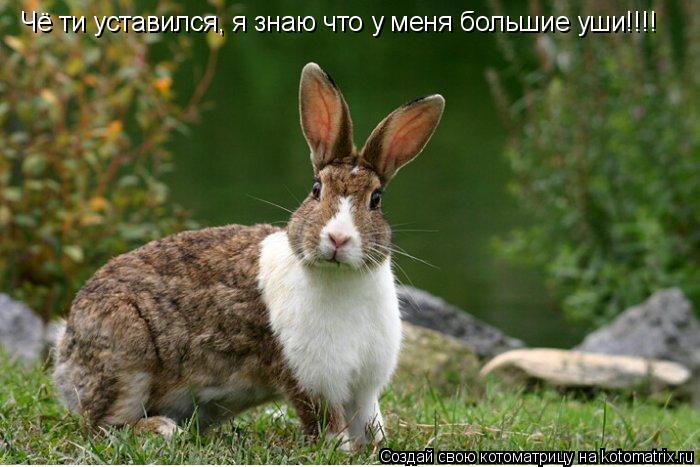 Чё ти уставился, я знаю что у меня большие уши!!!!... Котоматрица: Чё ти уставился, я знаю что у меня большие уши!!!!