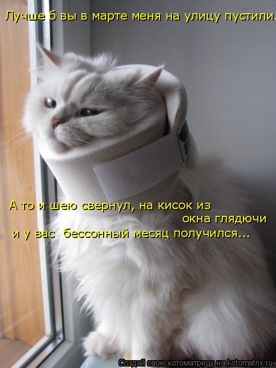 Котоматрица: Лучше б вы в марте меня на улицу пустили... А то и шею свернул, на кисок из окна глядючи и у вас  бессонный месяц получился...