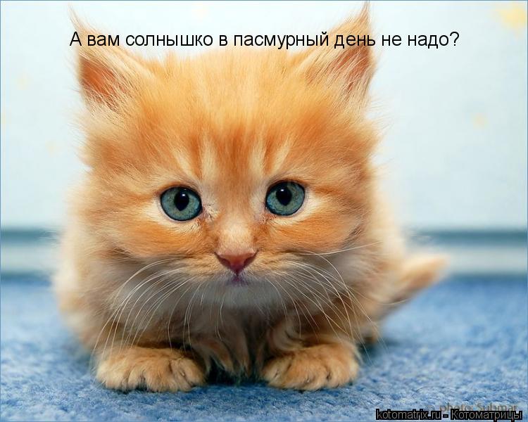 А вам солнышко в пасмурный день не надо?... Котоматрица: А вам солнышко в пасмурный день не надо?