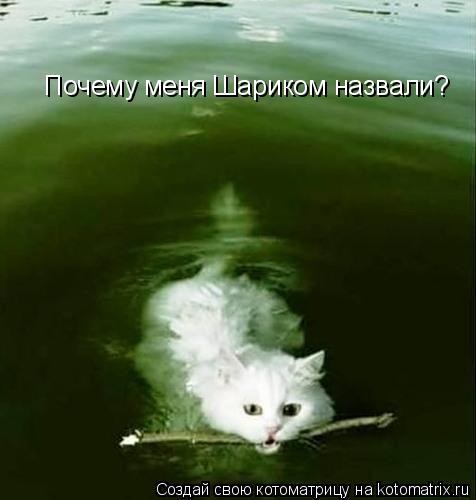 Почему меня Шариком назвали?... Котоматрица: Почему меня Шариком назвали?