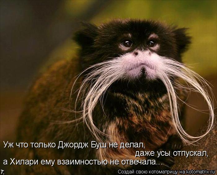 Котоматрица: Уж что только Джордж Буш не делал, даже усы отпускал, а Хилари ему взаимностью не отвечала...