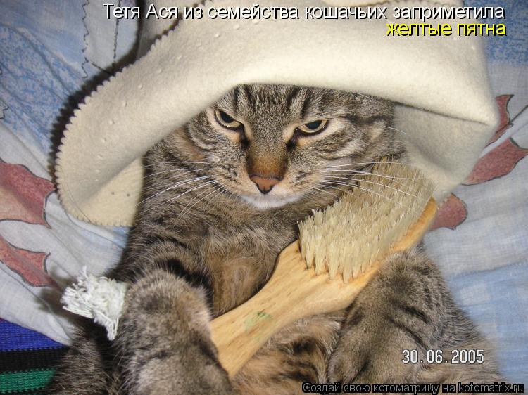 Котоматрица: Тетя Ася из семейства кошачьих заприметила желтые пятна