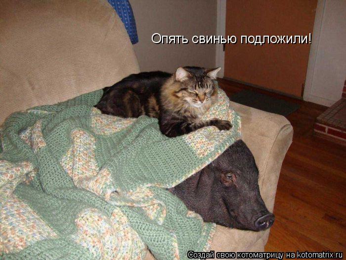 Котоматрица: Опять свинью подложили!
