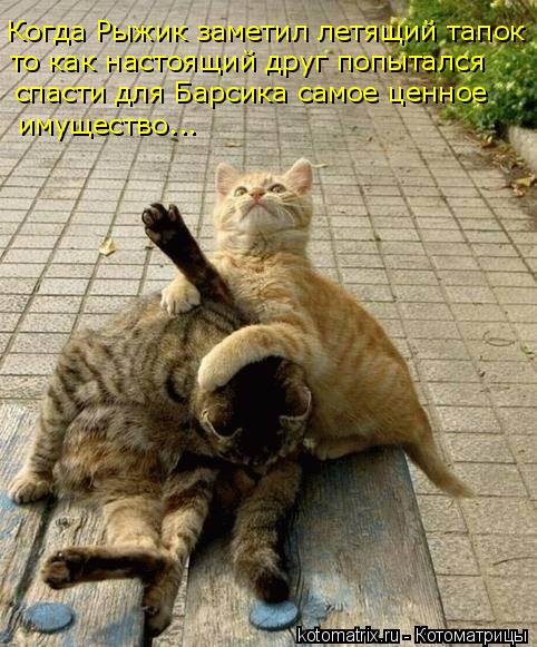 Котоматрица: Когда Рыжик заметил летящий тапок то как настоящий друг попытался  спасти для Барсика самое ценное имущество...