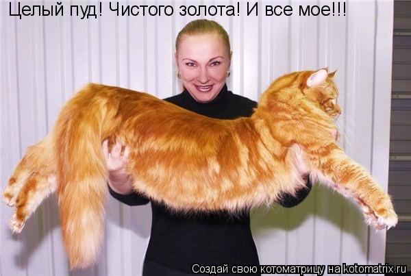 Котоматрица: Целый пуд! Чистого золота! И все мое!!!
