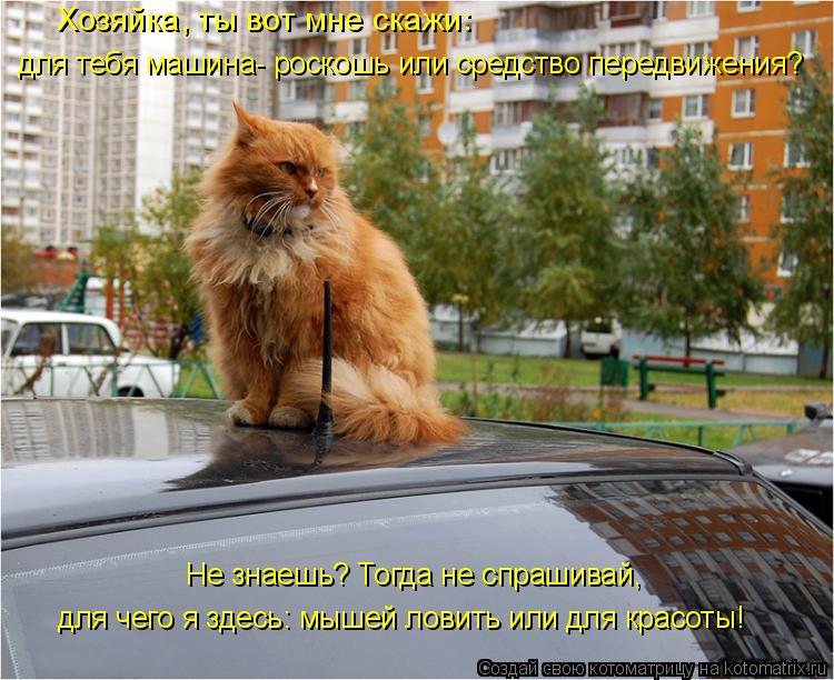 Котоматрица: Хозяйка, ты вот мне скажи:  для тебя машина- роскошь или средство передвижения? Не знаешь? Тогда не спрашивай, для чего я здесь: мышей ловить и