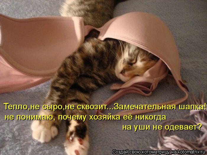 Котоматрица: Тепло,не сыро,не сквозит...Замечательная шапка! не понимаю, почему хозяйка её никогда  на уши не одевает?