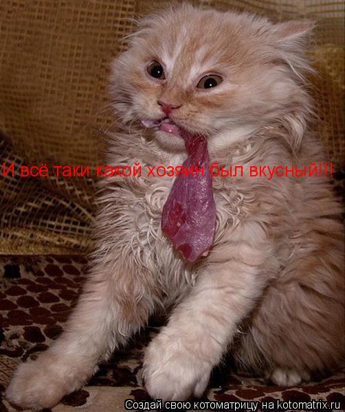 И всё таки какой хозяин был вкусный!!!... Котоматрица: И всё таки какой хозяин был вкусный!!!