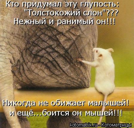 Кто придумал эту глупость: "Толстокожий слон"??? Никогда не обижает малышей! Нежный и ранимый он!!! и... Котоматрица: Кто придумал эту глупость: "Толстокожий слон"??? Никогда не обижает малышей! Нежный и ранимый он!!! и ещё...боится он мышей!!!