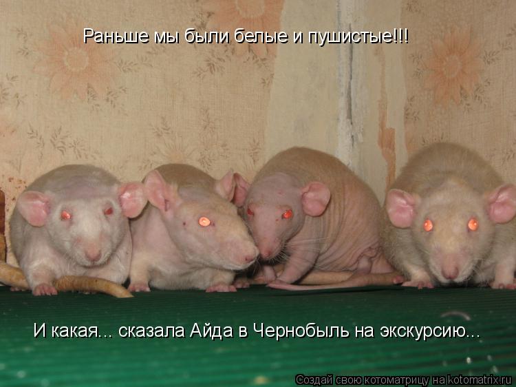 Раньше мы были белые и пушистые!!! И какая... сказала Айда в Чернобыль на экскурсию...... Котоматрица: Раньше мы были белые и пушистые!!! И какая... сказала Айда в Чернобыль на экскурсию...