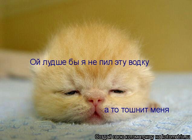 Ой лудше бы я не пил эту водку а то тошнит меня... Котоматрица: Ой лудше бы я не пил эту водку а то тошнит меня