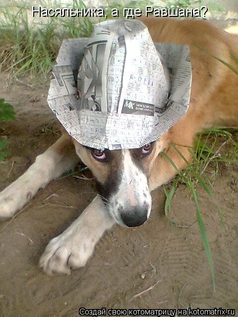 Насяльника, а где Равшана?... Котоматрица: Насяльника, а где Равшана?